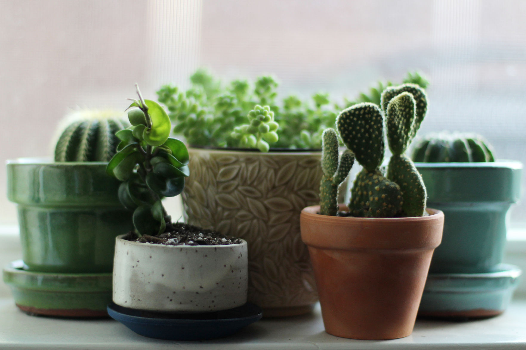 Opinion: In a time of uncertainty, my plants remain a constant
